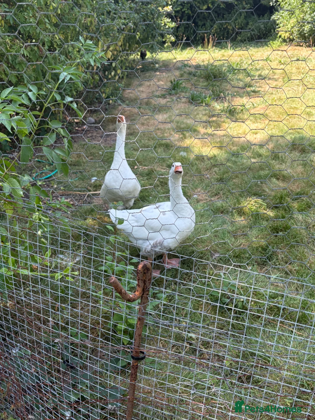 Geese poultry for sale: 2 geese for sale  in Northwich - Advert 1