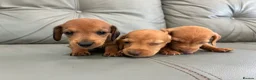 Miniature Dachshund dogs for sale: 🏆💙💖 KC REG 5 STAR BREEDER💙💖🏆CREAM - Advert 14
