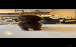 Lagotto Romagnolo dogs for sale: Quality lagotto pups - Image 6