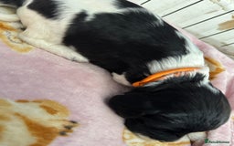 Sprocker dogs for sale: Beautiful Sprocker spaniel puppies ALL GIRLS - Image 3