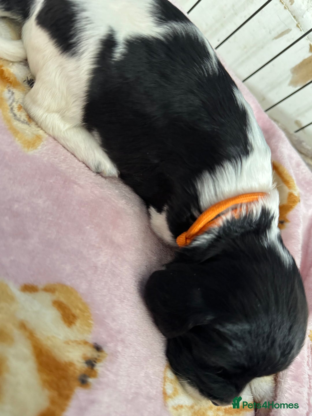 Sprocker dogs for sale: Beautiful Sprocker spaniel puppies ALL GIRLS - Image 3