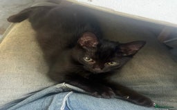 Mixed Breed cats for sale: 3 kittens available now  - Image 2