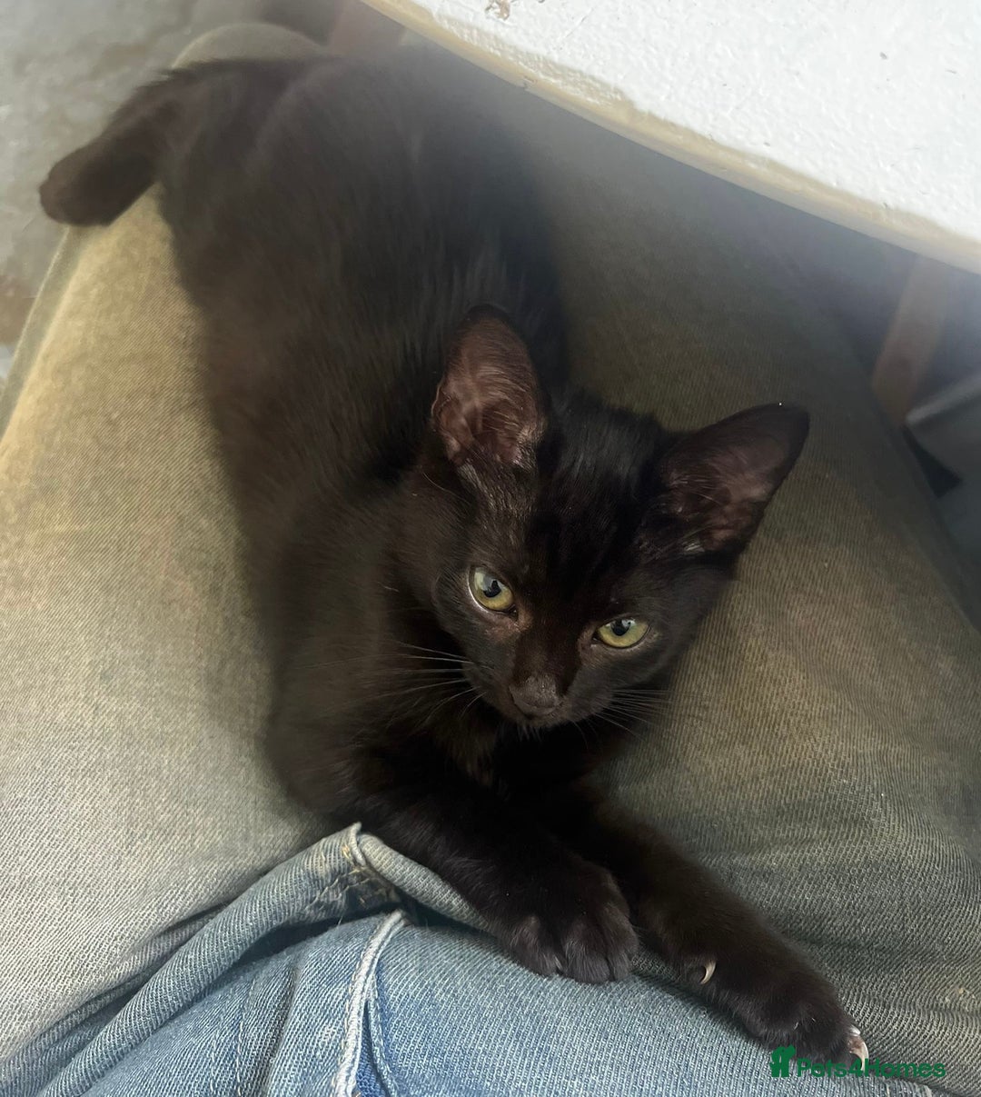Mixed Breed cats for sale: 3 kittens available now  - Image 2