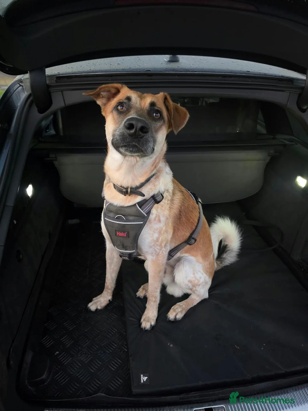 Mixed Breed dogs for adoption: Atlas is a gorgeous 1 Year old boy in Motherwell - Advert 1