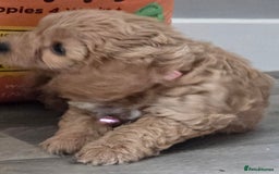 Cavapoo dogs for sale: REDUCED AMAZING F1 cavapoo puppies  - Image 9