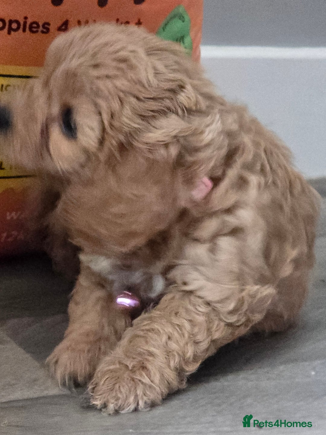 Cavapoo dogs for sale: REDUCED AMAZING F1 cavapoo puppies  - Image 9
