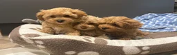 Maltipoo dogs for sale: Multipoo Puppies For Sale - Advert 2