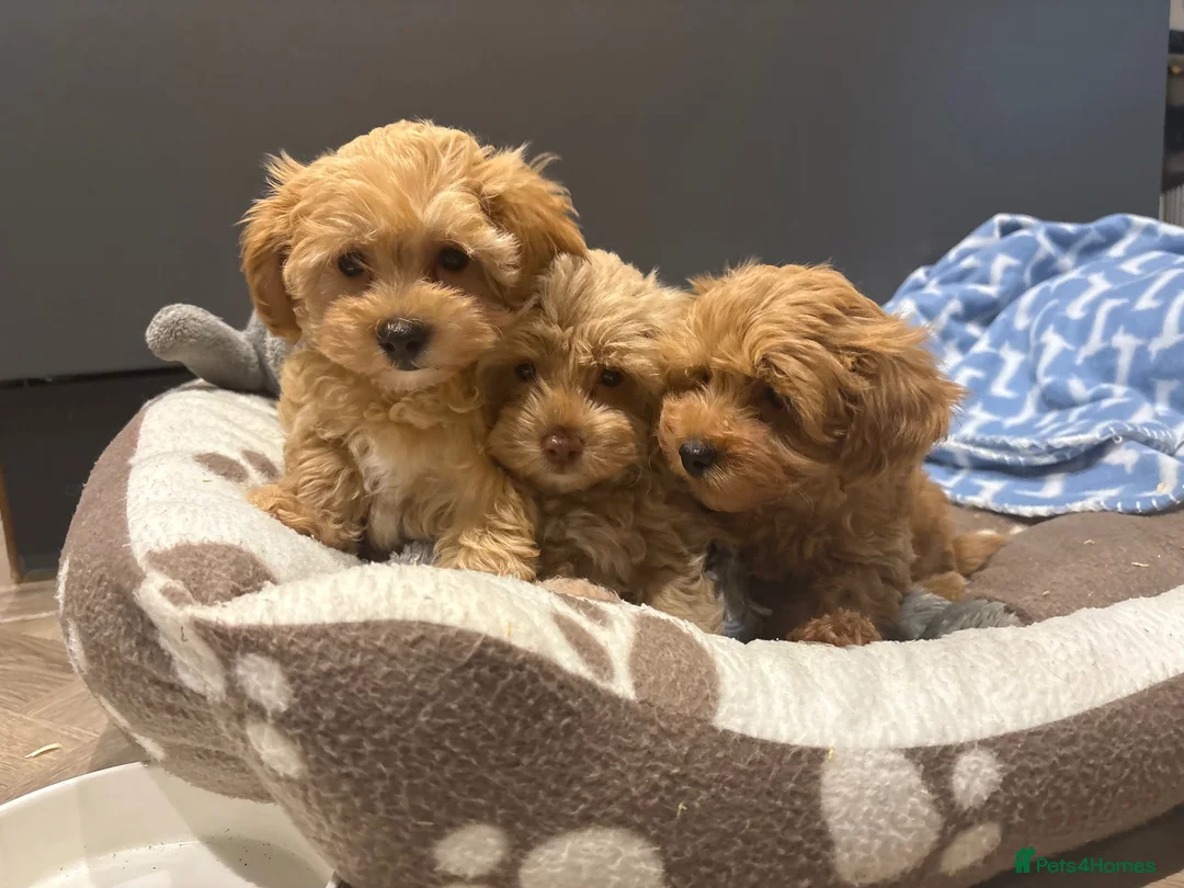 Maltipoo dogs for sale: Multipoo Puppies For Sale - Advert 2