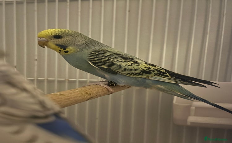 Budgerigars birds - Advert 3