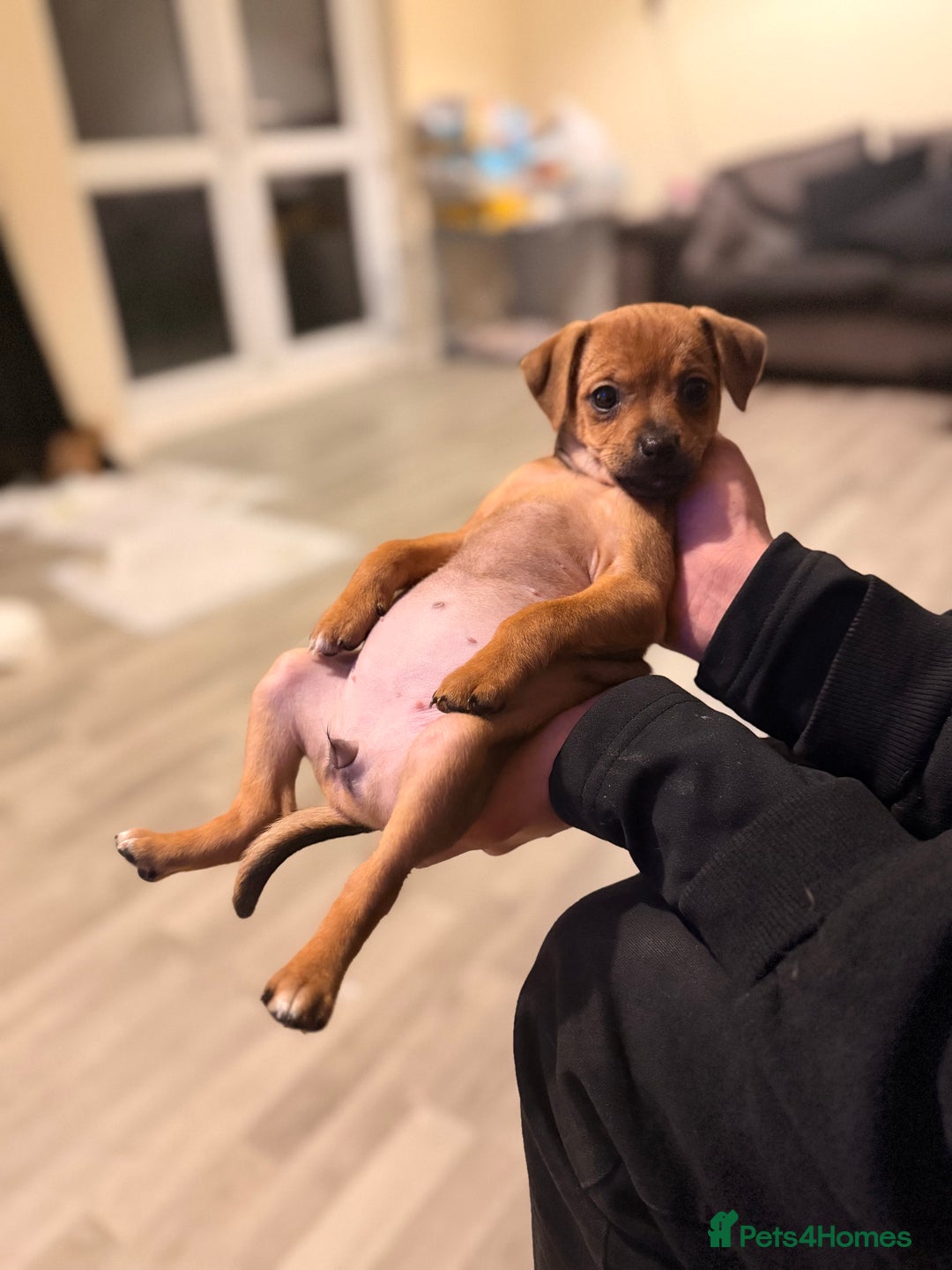 Mixed Breed dogs for sale: Last female jackmix pup *Ready Now* - Advert 2