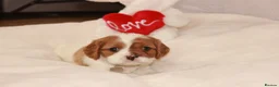Cavalier King Charles Spaniel dogs for sale: Beautiful stunning  ckcs health care tested  - Advert 24