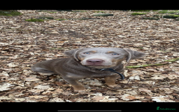 Labrador Retriever dogs for sale: One year old female Labrador  - Image 2