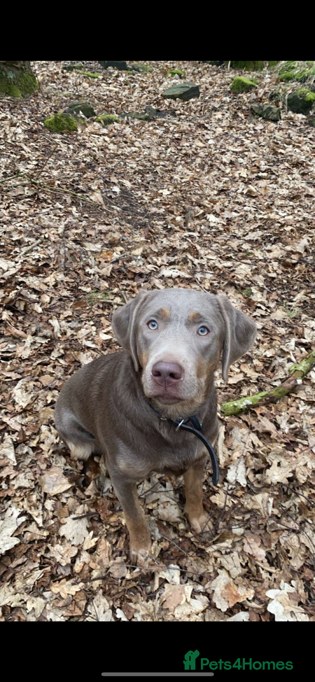 Labrador Retriever dogs for sale: One year old female Labrador  - Image 2