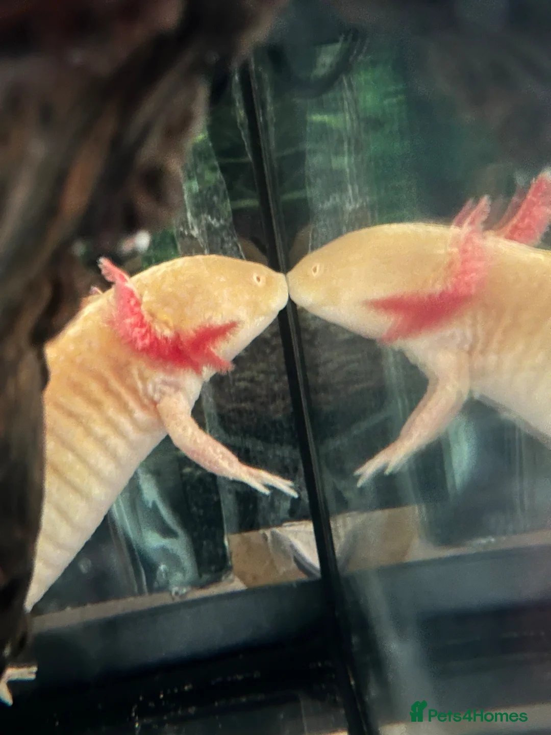 Axolotl reptiles for sale: Axolotl Eggs  - Advert 2