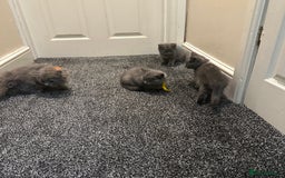 British Shorthair cats for sale: 2 girls 2 boys British shorthair ready to leave  - Image 6
