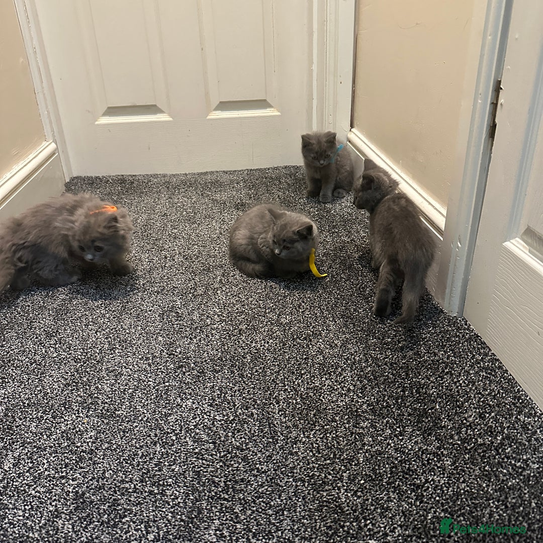 British Shorthair cats for sale: 2 girls 2 boys British shorthair ready to leave  - Image 6