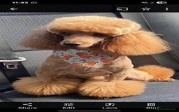 Sproodle dogs for sale: Beautiful Sproodles 1 black girl&1 chocolate boy - Image 24