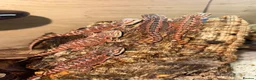 Bearded Dragon reptiles for sale: 💥💥💥Baby Dragons! WEEKEND SPECIAL £150 💥💥💥 - Advert 29