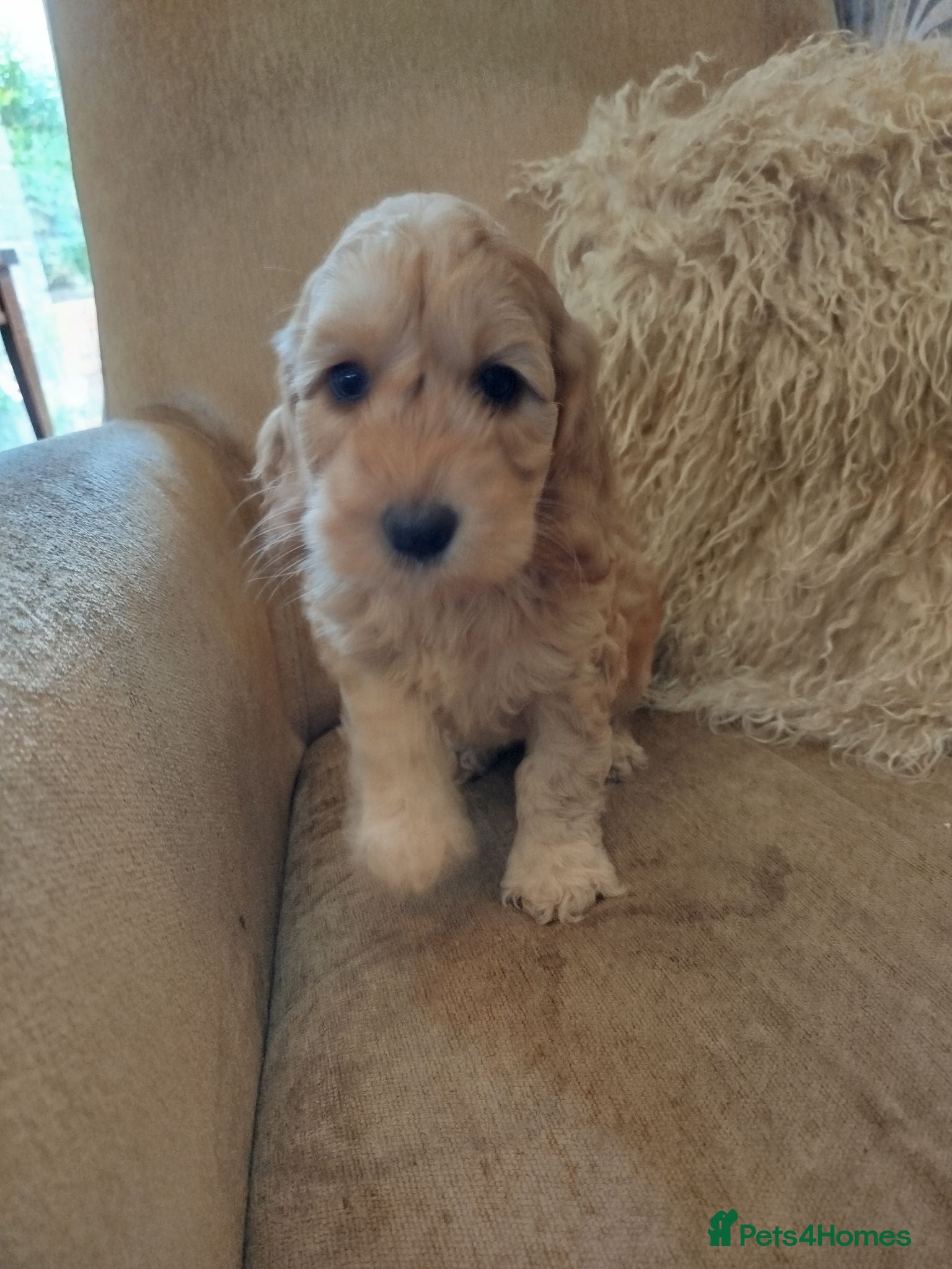 Cockapoo dogs  Cockerpoo f2  - Advert 1