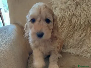 Cockapoo dogs for sale: Cockerpoo f2 - Advert 1
