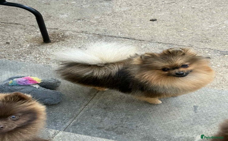 Pomeranian dogs - Advert 1