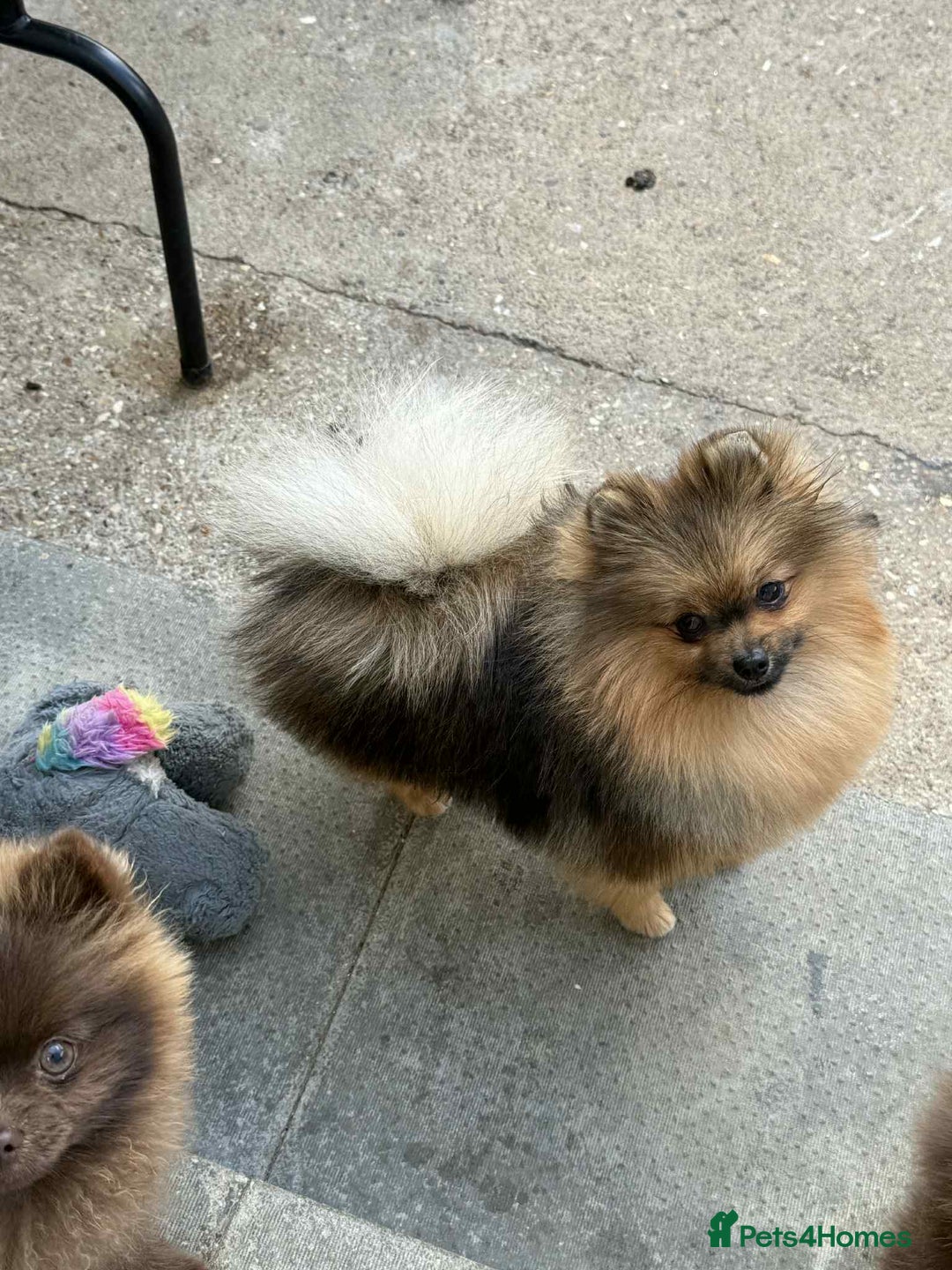 Pomeranian dogs for sale: 4lb orange sable  - Image 1