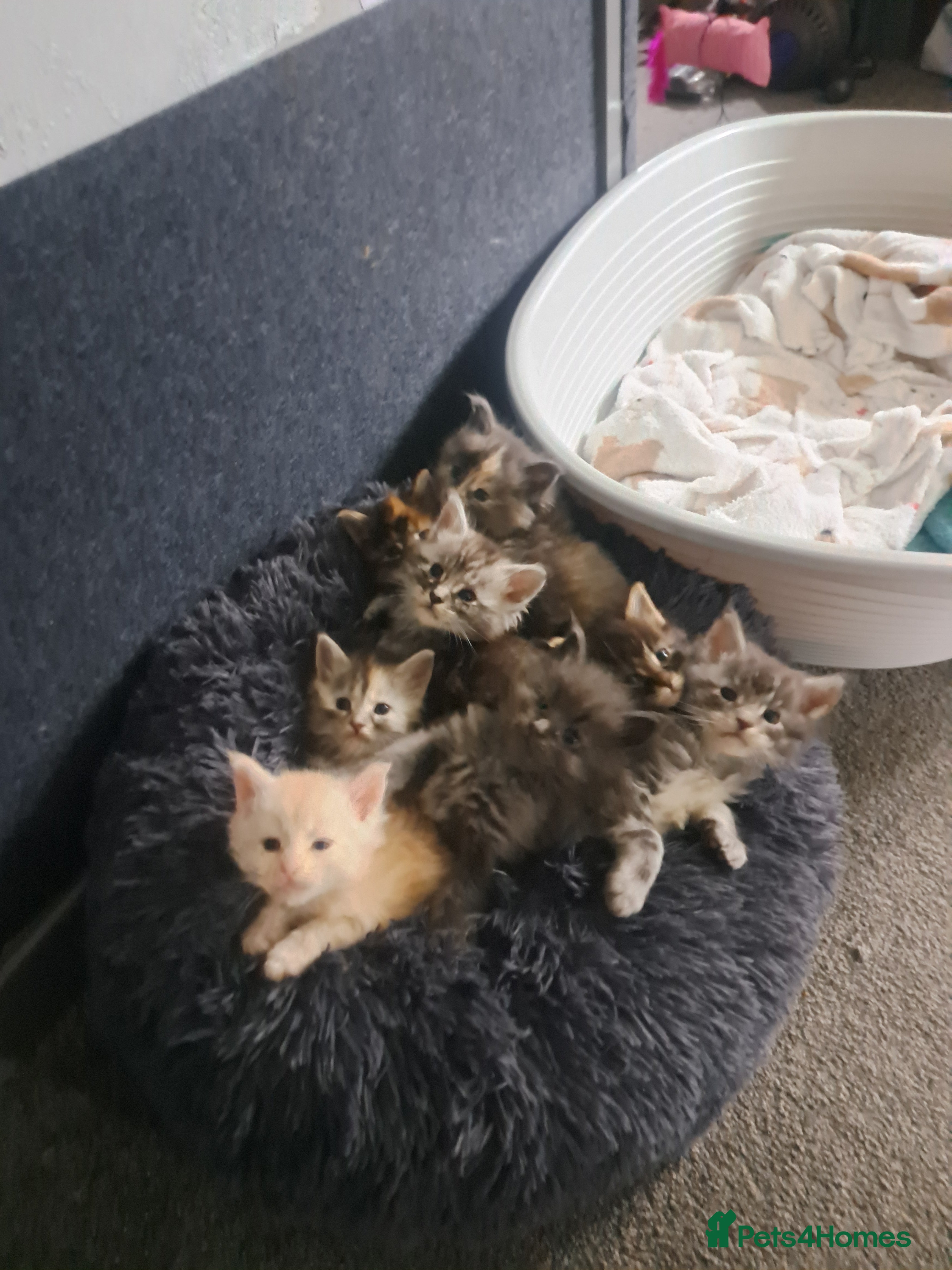 Maine Coon cats LAST 3 Maine Coon Kittens for sale - Advert 18