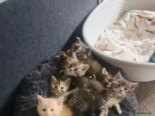 Maine Coon cats LAST 3 Maine Coon Kittens for sale - Advert 18