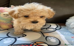 Maltipoo dogs for sale: Tiny Maltipoo Puppies - Image 33