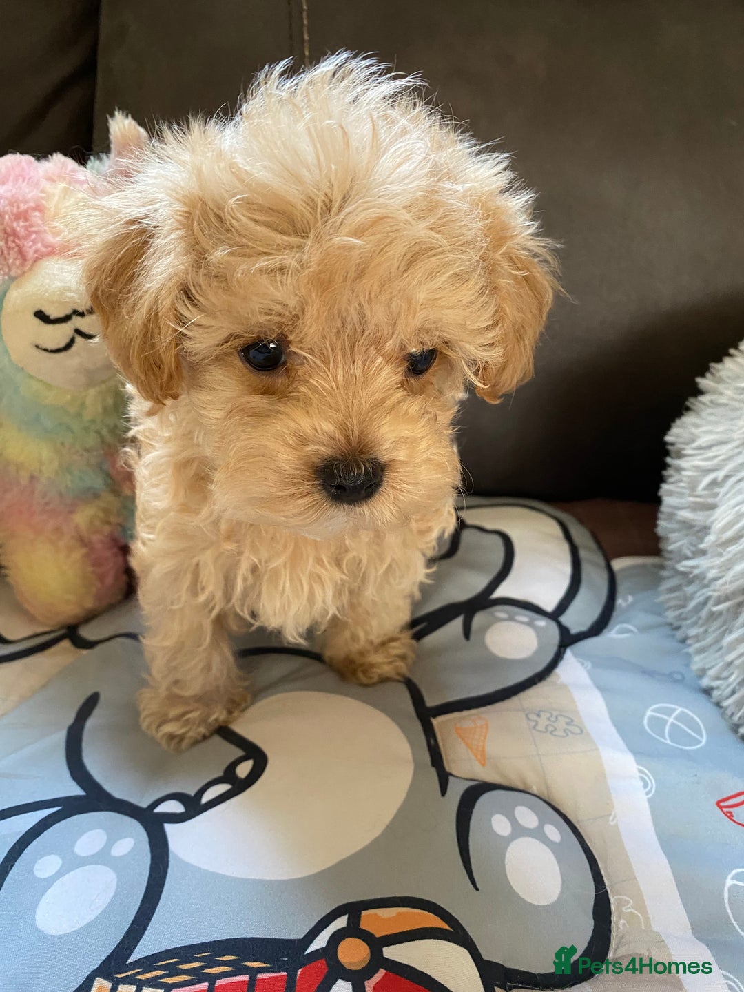 Maltipoo dogs for sale: Tiny Maltipoo Puppies - Image 33