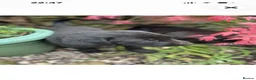 Labrador Retriever dogs for sale: Beautiful litter of mixed puppies  - Advert 3