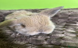 Mini Lop rabbits for sale: Pure breed mini lops  - Image 22