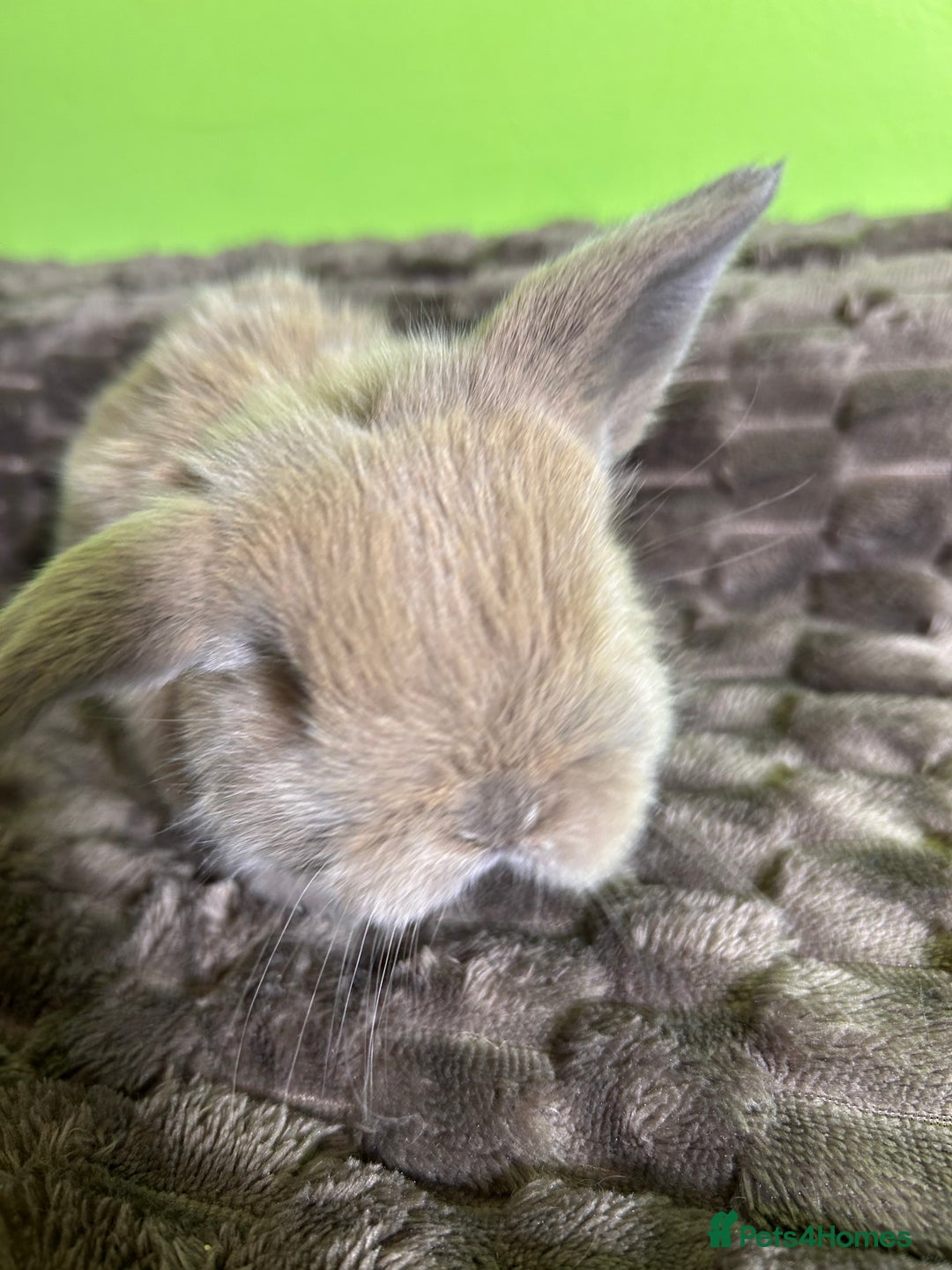 Mini Lop rabbits for sale: Pure breed mini lops  - Image 22