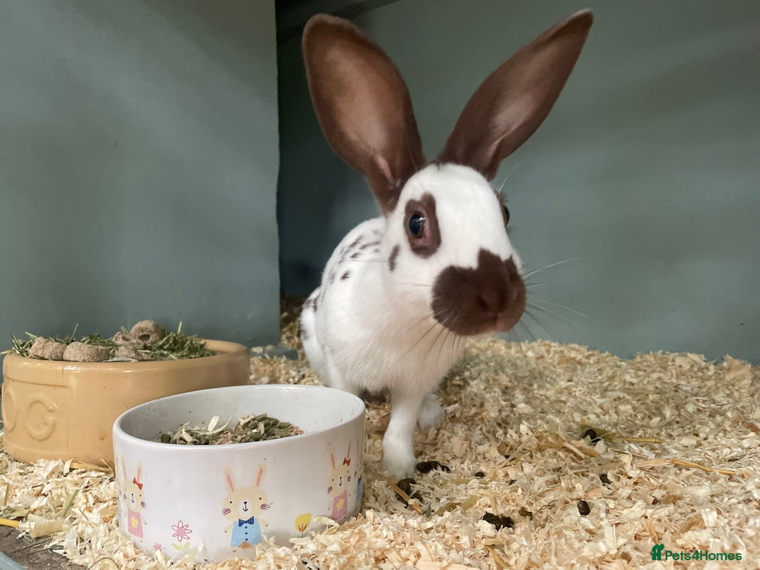 English Spot rabbits for sale: English Spot Rabbits - Advert 12