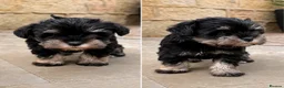 Miniature Schnauzer dogs for sale: Stunning KC Reg Mini Schnauzers  - Advert 4