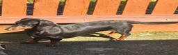 Miniature Dachshund dogs for sale: PRA CLEAR MINIATURE DACHSHUND PUPPIES - Advert 6
