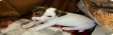 Jack Russell Puppy 8