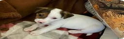 Jack Russell dogs for sale: Jack Russell puppies ready to leave now  - Advert 5