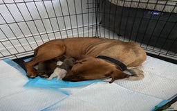 Staffordshire Bull Terrier dogs for sale: Amazing Red Staffordshire bullterrier puppies - Image 13