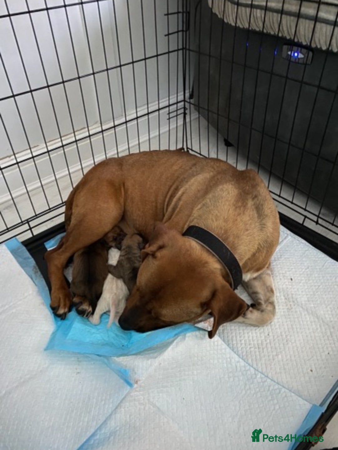Staffordshire Bull Terrier dogs for sale: Amazing Red Staffordshire bullterrier puppies - Image 13