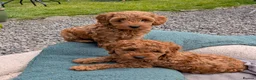 Cockapoo dogs for sale: *ONLY ONE BOY LEFT* Red Cockapoos - Advert 9