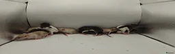 Rat rodents for sale: 🐀June Rats Are Here!🐀 - Advert 2