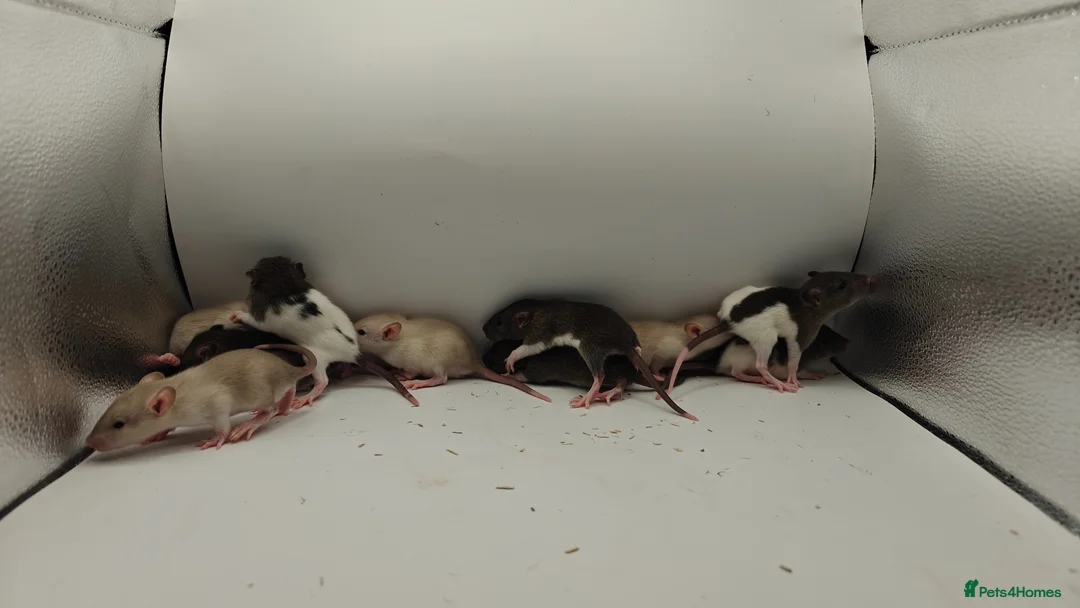 Rat rodents for sale: 🐀June Rats Are Here!🐀 - Advert 2