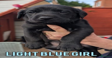 Labrador Retriever dogs - Advert 11