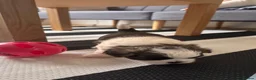 Malshi dogs for sale: 🐾❤️ ADORABLE MALSHI PUPPIES! ❤️🐾 - Advert 5