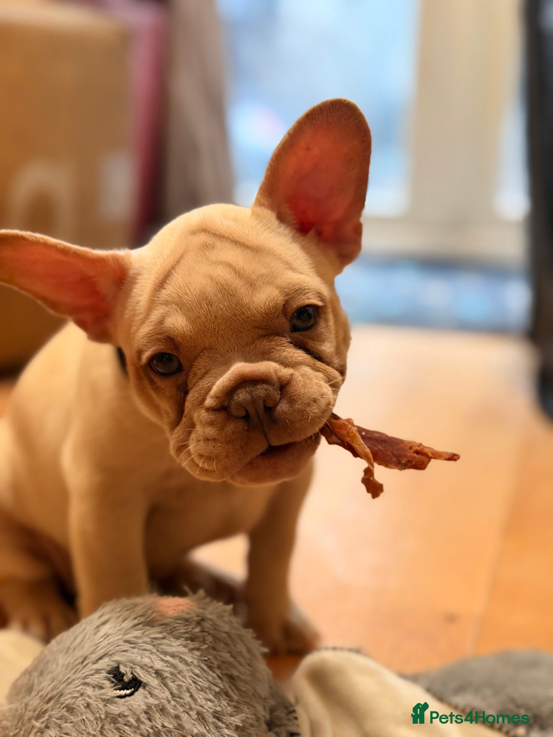French Bulldog dogs for sale: Beautiful French Bulldog Puppies - Advert 31