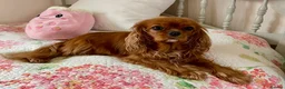 Cavapoo dogs for sale: 🐶 FAMILY CAVAPOO PUPPIES 🐶 - Advert 3