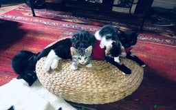 Mixed Breed cats for sale: Kittens  - Image 10