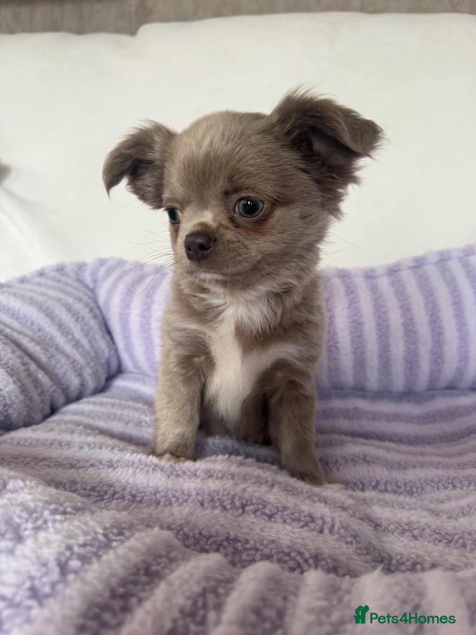 Chihuahua dogs Longhair apple head chihuahua Russian blood lines - Advert 1