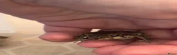 Toad reptiles for sale: 2 Baby Cane Toads - Advert 12